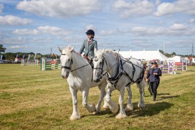 14 Eylül 2024 'te İngiltere' nin Somerset kentindeki Frome Cheese Show 'da bir çift beyaz Shire Horse sergilenecek.