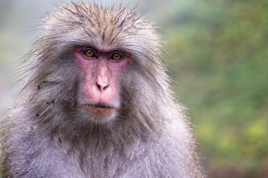 Japonya 'nın Yudanaka kentindeki kaynayan sıcak kaynak suyunda ıslak kürklü bir Japon Makak' ın ya da kar maymunun kafasını kapatın.