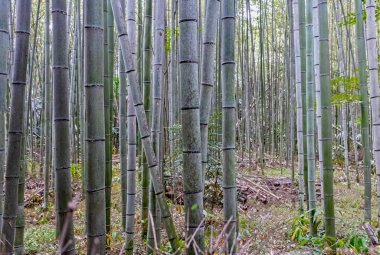 28 Eylül 2024 'te Japonya' nın Arashiyama kentindeki bambu ormanındaki Bambu ağaç gövdesine yakın durun.