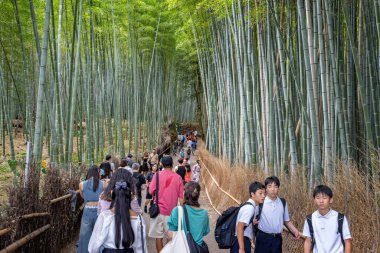 Japanes tourists walking nthrough the bamboo forest in Arashiyama, Kyoto, Japan on 28 September 2024 clipart