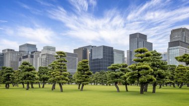 10 Ekim 2024 'te Japonya, Tokyo' daki Imperail Sarayı 'nda bulunan bir grup süslü çam ağacı.