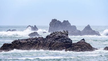 Lizard Point, Cornwall, İngiltere 'de fırtınalı havada kayalık havada büyük bir grup karabatak.