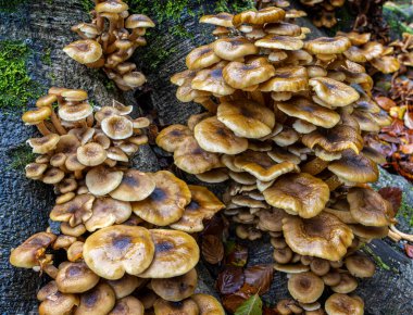 İngiltere, Cornwall 'da ağaç gövdesinde çok sayıda braket funghi büyüyor.