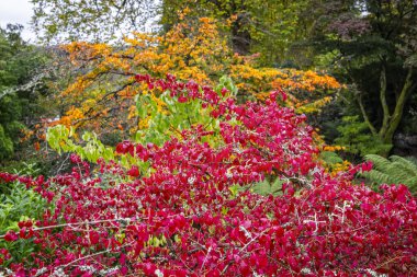 Sonbahar ağaçlarının yapraklarını canlı kırmızı, yeşil ve turuncu ile kapatın..