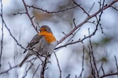 İngiltere, Dorset 'te bir ağaca tünemiş bir Robin' in yakınına.