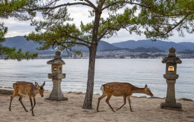 Pair of Japanese Sika Deer in front of two stone lanterns near the Itsukashima shrine on Miyajima Island, Japan on 29 September 2024 clipart