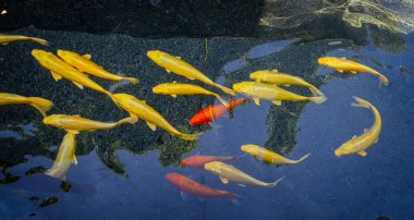 1 Ekim 2024 'te Busan, Kore' deki BM Anıt Mezarlığı 'nda su yollarında yüzen sazan balığı.