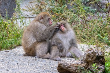 Japonya, Yudanaka 'daki kaynayan sıcak kaynak suyunda birbirlerini tımar eden bir çift Japon Makakı ya da kar maymunu.