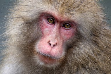 Japonya 'nın Yudanaka kentindeki kaynayan sıcak kaynak suyunda ıslak kürklü bir Japon Makak' ın ya da kar maymunun kafasını kapatın.
