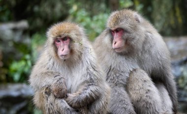 Japon Kar Maymunu çifti, 8 Ekim 2024 'te Japonya' nın Yadanaka kentinde ıslak kürklü yan yana oturdu.