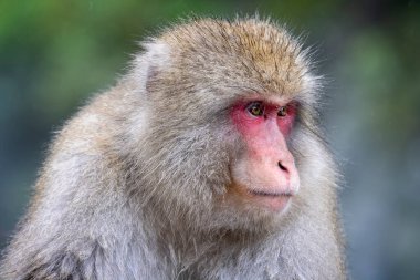 Yadanaka, Japonya 'da, ıslak kürklü bir Japon Kar Maymunu' na yaklaş.