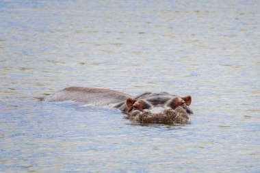 Close up of a wild Hippopotamus half submerged in lake in South Africa clipart