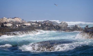 Cape Fur, Güney Afrika Cape Town yakınlarındaki Hout Körfezi açıklarında, fok adasındaki kayalıklarda dramatik dalgalar ve sörf yapan foklar..