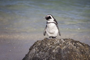 Güney Afrika 'da Cape Town, Güney Afrika yakınlarındaki Boulders Sahili' nin kıyısındaki kayalıklarda duran Güney Afrika penguenine yakın bir yerde.
