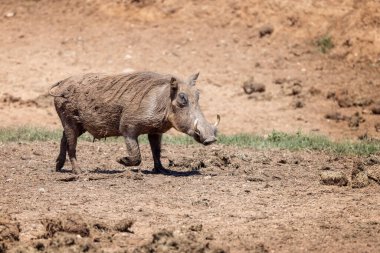 Güney Afrika 'daki Addo Ulusal Parkı' nda çamurlu pistte koşan büyük dişli bir yaban domuzu.