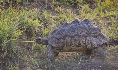 Güney Afrika 'daki Hluhluwe Imfolozi Ulusal Parkı' ndaki Afrika çalılıklarında bir Leopar Kaplumbağası.