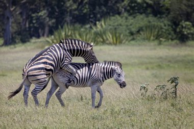 Zebra Ovası, Güney Afrika, Durban yakınlarındaki Tala Oyun Rezervi 'nde Afrika çalılığında çiftleşiyor.