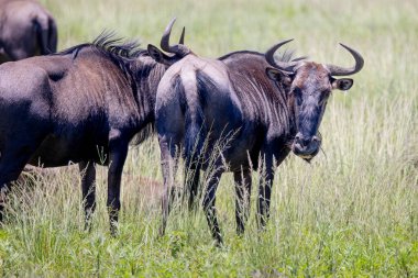 Wildebeast looking backwards towards camera in the african bush at Tala Game Reserve near Durban, South Africa clipart