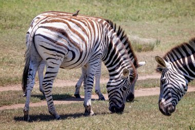 Güney Afrika, Durban yakınlarındaki Tala Oyun Rezervi 'nde bir Ovalar Zebra' nın arkasında kırmızı gagalı bir kuş oturuyordu.