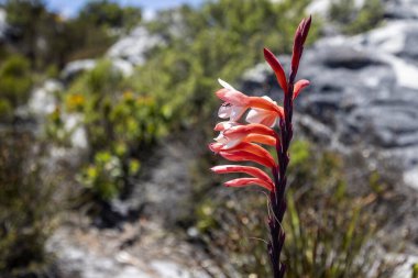 Cape Town, Güney Afrika 'daki Masa Dağı' nın tepesindeki canlı kırmızı masa Watsonia 'ya yakın.