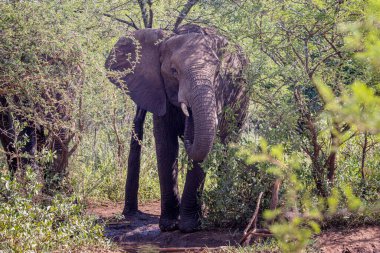 Large wild female African elephant  coming through thick bush in Hluhluwe Imfolozi National Park, South Africa on 12 December 2024 clipart