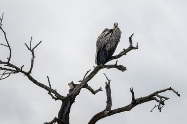 Afrika Burnu akbabası 13 Aralık 2024 'te Güney Afrika' daki Hluhluwe Imfolozi Ulusal Parkı 'nda ağacın tepesine tünedi.