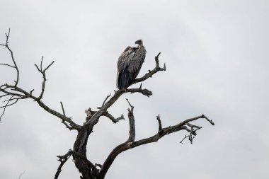 Afrika Burnu akbabası 13 Aralık 2024 'te Güney Afrika' daki Hluhluwe Imfolozi Ulusal Parkı 'nda ağacın tepesine tünedi.
