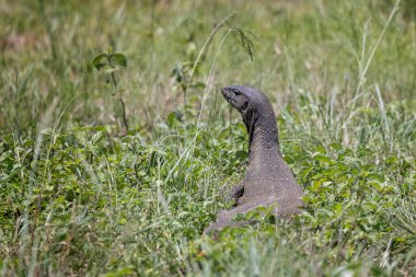 Close up of a large Nile monitor lizard in African bush at Tala Game Reserve near Durban, South Africa clipart