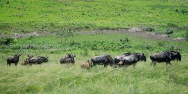 Herd of wild wildebeest including young calves in African bush at Tala Game Reserve, near Durban, South Africa on 15 December 2024 clipart