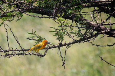 Güzelim sarı ve turuncu Cape Weaver kuşu Güney Afrika, Durban yakınlarındaki Tala Oyun Rezervi 'nde dikenli ağaca tünedi.