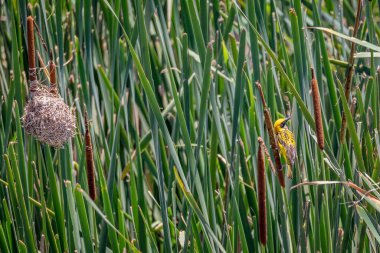 Renkli parlak sarı ve siyah Afrika örgü kuşu ve yuvası Tala oyun parkında, Durban, Güney Afrika yakınlarındaki Afrika çalılığında.