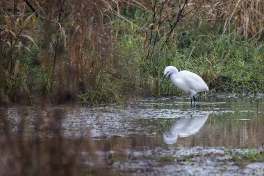 White Little Egret wading in reedbed looking for prey. clipart