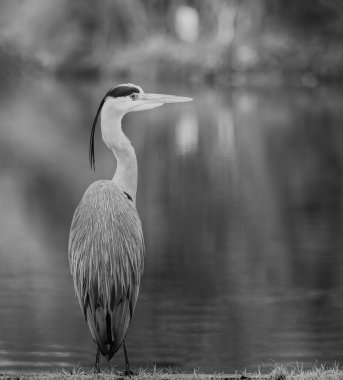 Close up of a Grey Heron on waters edge with soft diffused background in black & white. clipart