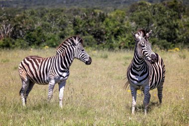 Bir yetişkin ve genç bir Zebra Güney Afrika 'daki Addo Ulusal Parkı' ndaki Afrika ormanında duruyor.