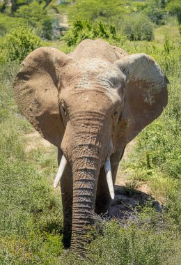 Güney Afrika 'daki Addo Ulusal Parkı' nda kurumuş çamura bulanmış çalılıktaki büyük bir Afrika Fili 'ne yaklaş.