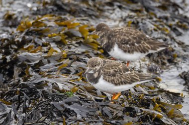 15 Şubat 2025 'te İngiltere' de Hamworthy, Dorset 'te yiyecek arayan deniz yosunlarının arasında Turnstones' u kapatın.