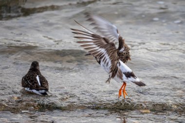 15 Şubat 2025 'te Hamworthy, Dorset, İngiltere' de kalkış yapan bir Turnstone 'a yaklaş.
