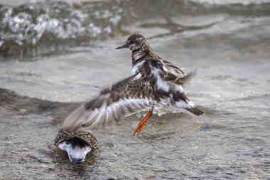 15 Şubat 2025 'te Hamworthy, Dorset, İngiltere' de kalkış yapan bir Turnstone 'a yaklaş.