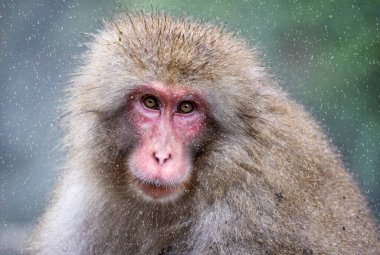 Japon Kar Maymunu 8 Ekim 2024 'te Japonya' nın Yadanaka kentinde kar yağışı ile kaplıcada oturuyordu.