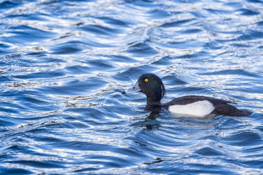24 Şubat 2025 'te İngiltere, Wiltshire' daki Langford göllerinde dalgalı suda yüzen siyah beyaz Tufted ördeği.