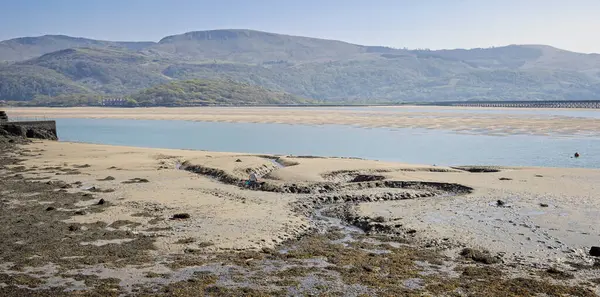 Barmouth, Gwynedd, Galler 'de 9 Nisan 2025' te arka planda Barmouth Köprüsü 'nün bulunduğu çamur tabakalarından kabuk yiyeceği toplayan adam.