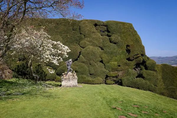 Herkül 'ün çoklu başlı Hydra' yı katlettiği heykel Powis Kalesi 'ndeki Top Terrace' da 8 Nisan 2025 'te Galler, Powys, Galler yakınlarındaki dev porsuk çiti ve beyaz manolya ağacının önünde.