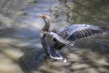 11 Nisan 2025 'te İngiltere' nin Gloucestershire kentindeki bir gölde kanatlarını çırpan bir Greylag kazı 'na yakın durun.