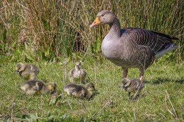 Yetişkin bir Greylag Goose 'a çok genç bir grup yavru ördekle yakın durun.