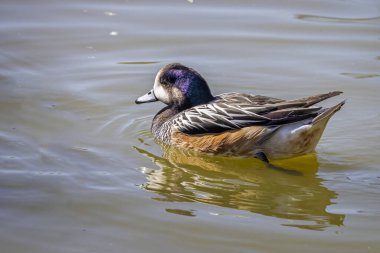 Göl yüzeyinde yüzen bir Chiloe Wigeon ördeğinin yakınında.