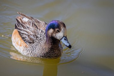 Göl yüzeyinde yüzen bir Chiloe Wigeon ördeğinin yakınında.