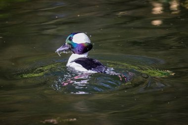 Küçük bir Bufflehead ördeğinin gölün yüzeyine yansımasıyla yakın plan.