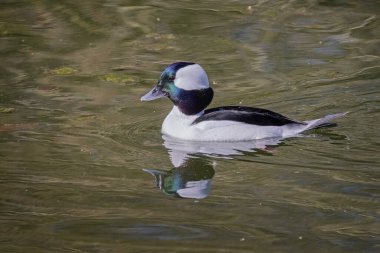 Gölde küçük bir Bufflehead ördeğinin yansımasıyla yaklaş.