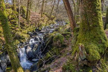 Clywedog nehrinin suyu, Galler, Dolgellau yakınlarındaki ormanlık bir tepenin altında Torrent Yürüyüşü 'ndeki kayalık bir vadide çağlayarak akıyor.