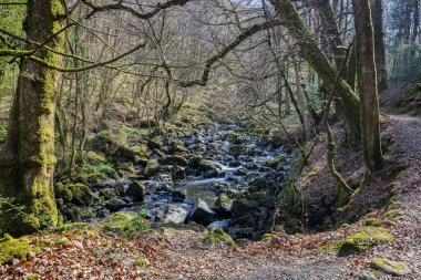 Clywedog nehrinin suyu, Galler, Dolgellau yakınlarındaki ormanlık bir tepenin altında Torrent Yürüyüşü 'ndeki kayalık bir vadide çağlayarak akıyor.